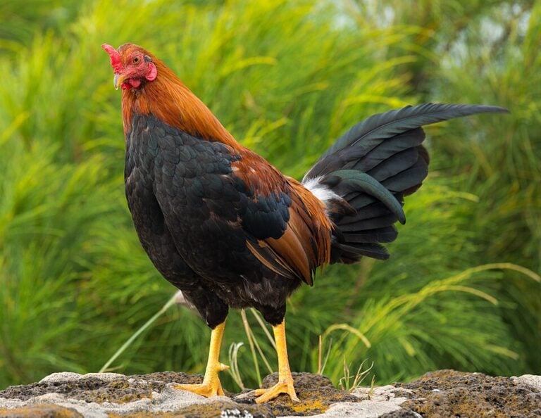 Feral rooster standing outdoors with a red comb and long tail feathers