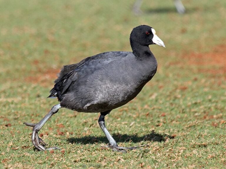 Hawaiian coot with a dark body and white bill and forehead shield
