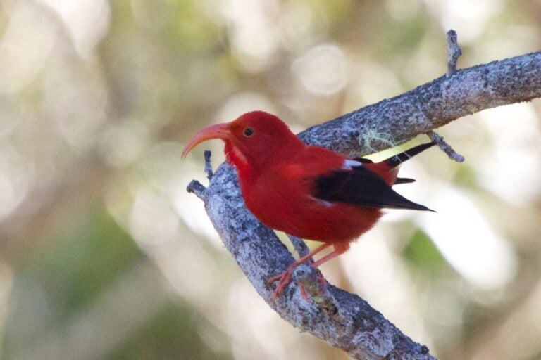 Adult ʻiʻiwi perched on a branch, showing scarlet plumage and a long curved orange bill