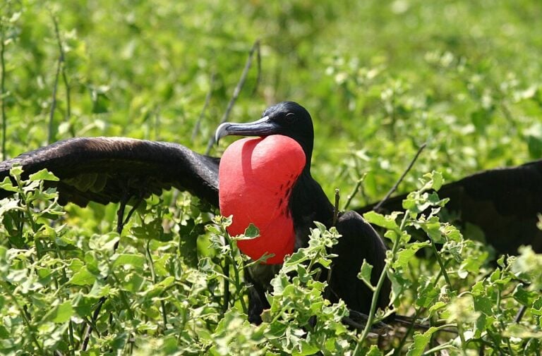 Male great frigatebird displaying its inflated red throat pouch