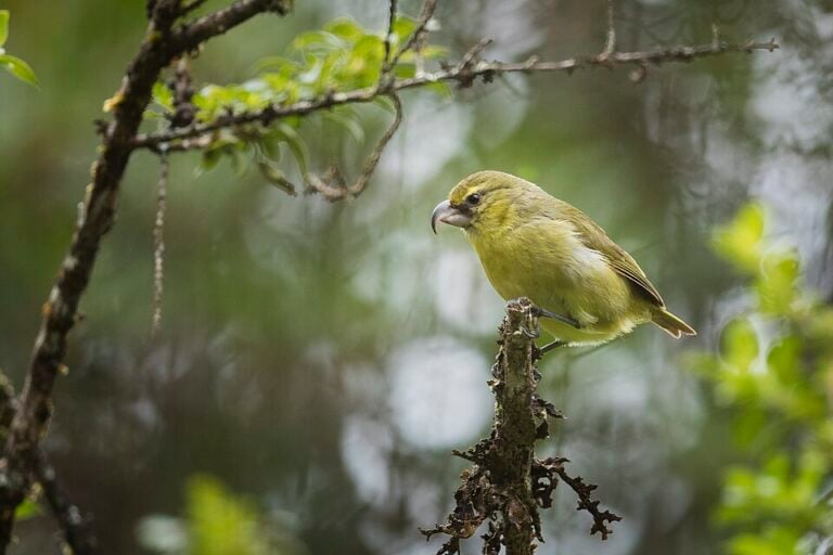 Kiwikiu Maui parrotbill perched on a branch, showing a thick curved bill and yellow underside