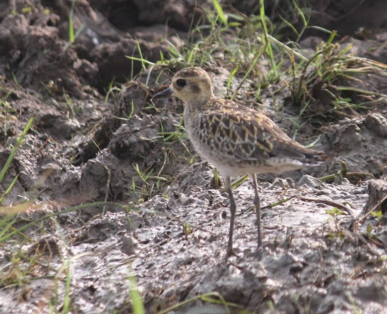 Pacific golden-plover in winter plumage, showing mottled brown-and-gold feathers and slender dark legs