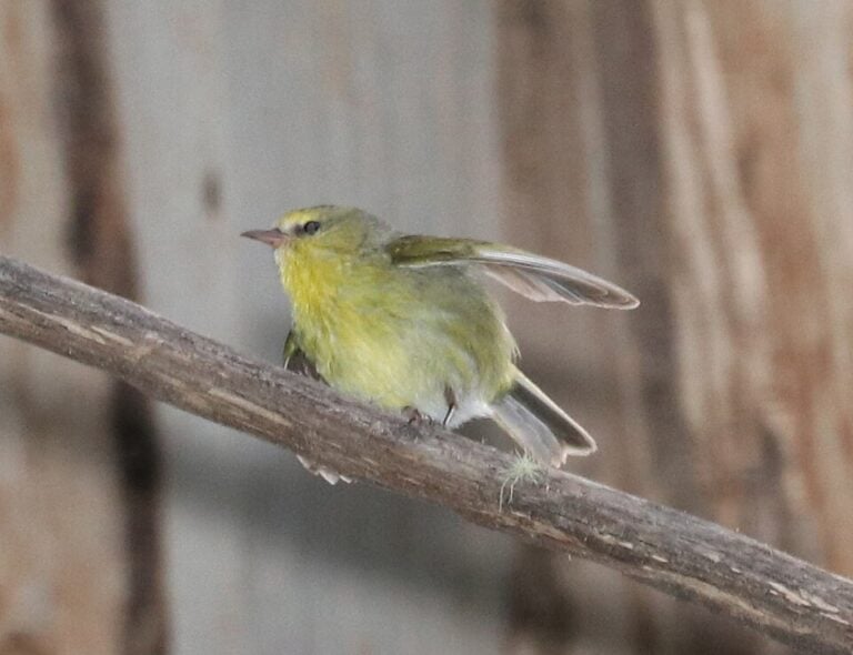 Maui ʻalauahio perched on a branch, showing yellow-green plumage and a relatively straight bill