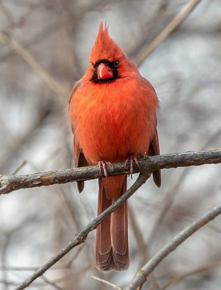 Male northern cardinal perched on a branch, showing red plumage, a pointed crest, and a black face