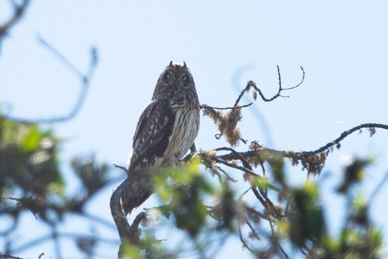 Pueo Hawaiian short-eared owl showing streaked brown plumage and yellow eyes