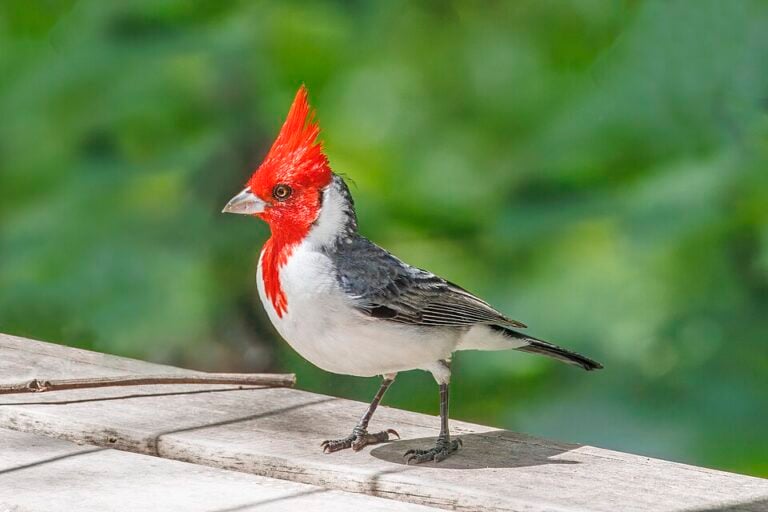 Red-crested cardinal showing a red head and crest, white underside, and gray back