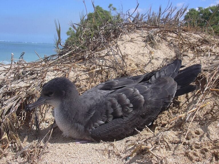 Wedge-tailed shearwater resting on sandy ground among sparse coastal grasses