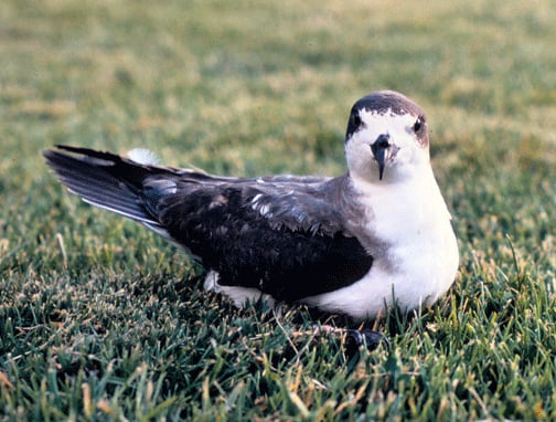 Hawaiian petrel showing dark upperparts and pale underparts