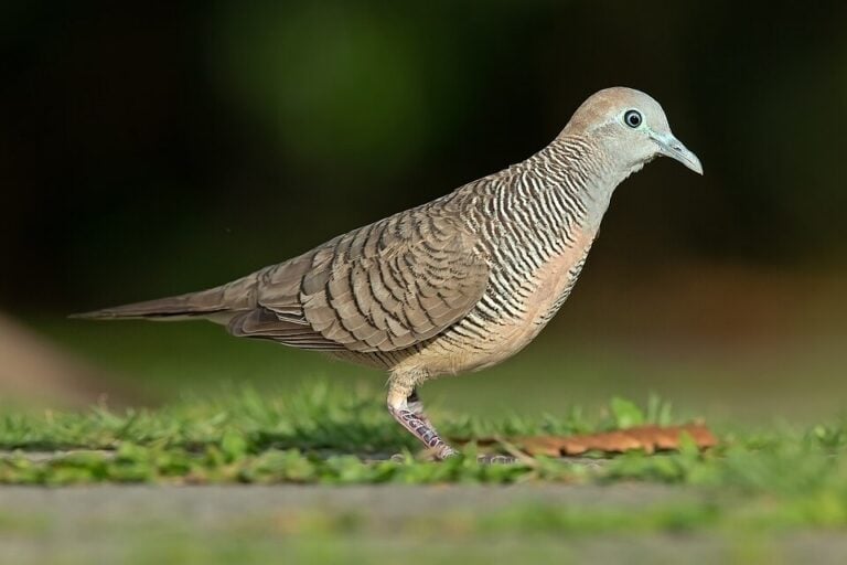 Zebra dove showing fine dark barring across its neck and chest