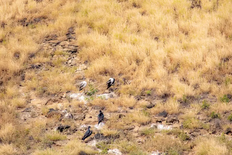 Several Maui seabirds resting among dry golden grass and dark rocks on a hillside