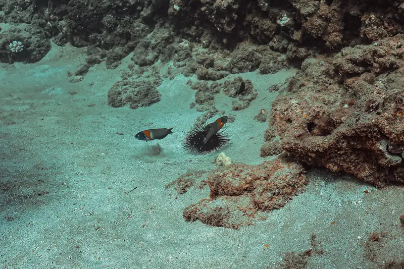 Two Hawaiian saddle wrasses with blue heads and orange bands swimming near a black sea urchin above a sandy reef.