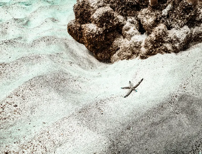 Spotted Linckia sea star with uneven arm lengths on pale sand beside a reef rock in Maui.