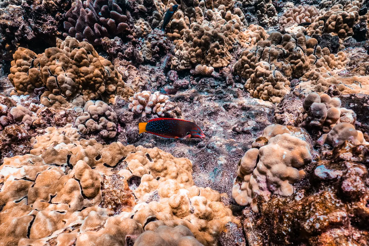 Hawaiian Wrasse Fish Guide: Species You May See While Snorkeling Maui