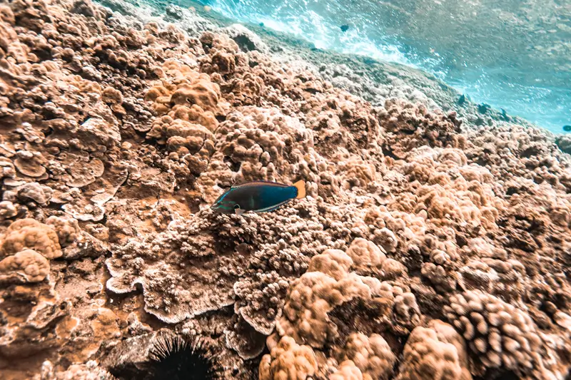 Yellowtail coris wrasse with a dark blue-green body, turquoise facial markings, and orange-yellow tail swimming above a coral reef.